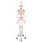 Functional Human Skeleton, A15/3