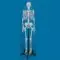 Menselijk skelet 