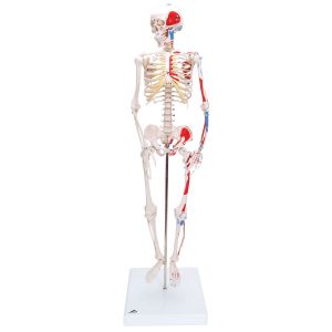 Mini Skelet - Shorty - op een standaard met geverfde spier insertie en oorsprong A18/5
