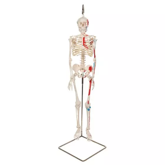 Mini Skeleton - Shorty - Hangend met geverfde spieren A18/6