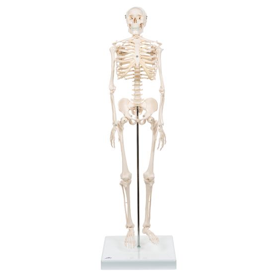 Mini Skelet - Shorty - op een standaard A18