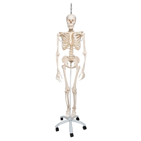Functional Human Skeleton, A15/3