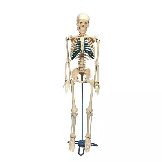 Desktop Skelet W33000