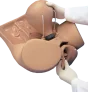 Gynecologic Simulator ZOE W45043