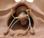 Gynecologic Simulator ZOE W45043